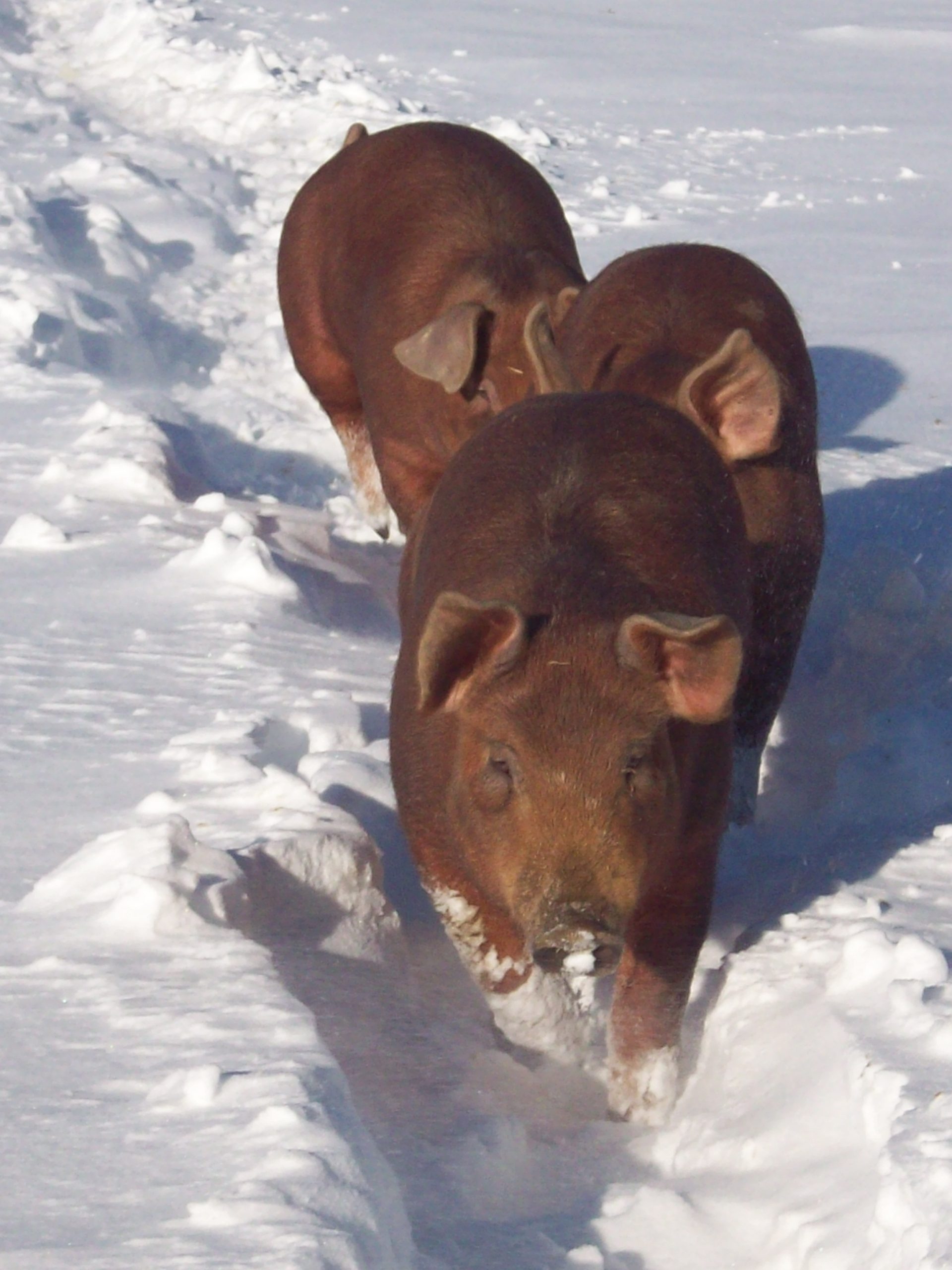Farm Photos Copper Hill Farms