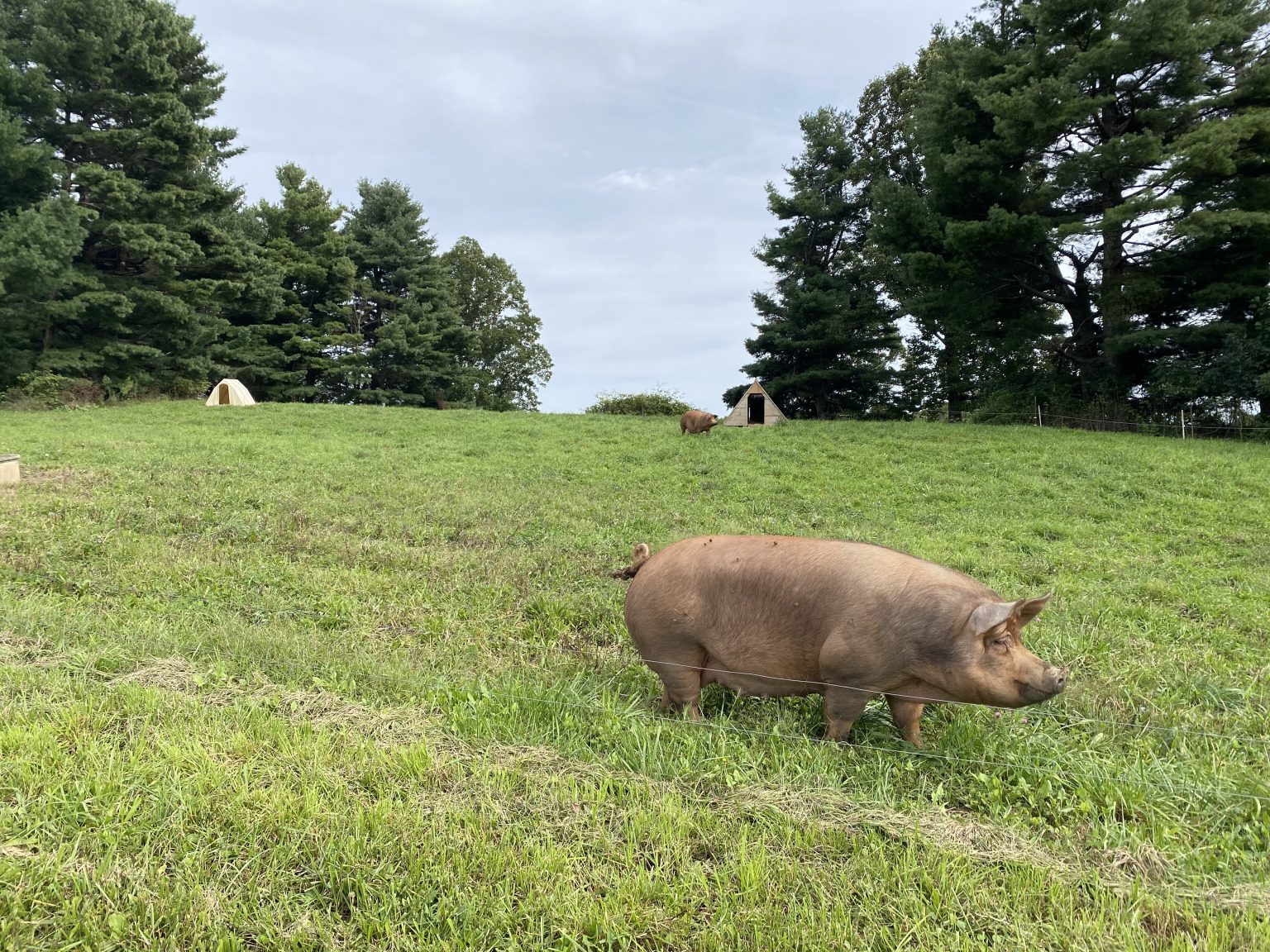 to Copper Hill Farms Copper Hill Farms